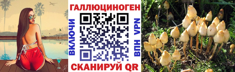 Галлюциногенные грибы Psilocybine cubensis  Купить  Луга 